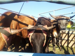 bulls khedive rodeo
